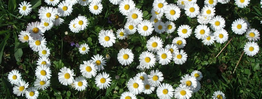 Gänseblümchen für den Salat