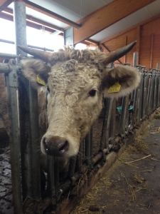 Charolais Rinder zeichnet ein lockiges helles Fell aus.