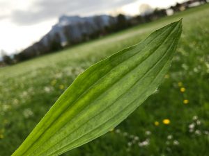 Spitzwegerich gilt als Wilkdkraut - Wildkräuter sammeln - ConnyPURE