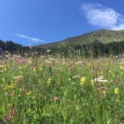 Heuschnupfen und Ernährung - ConnyPURE