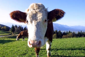 Salzburger Kühe